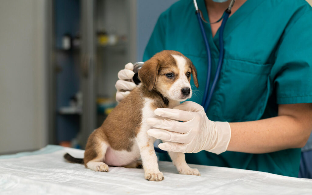 Médico veterinario revisando a un perro cachorro en su consultorio - Post Sistema de gestión de veterinarias- Blog LOLIMSA