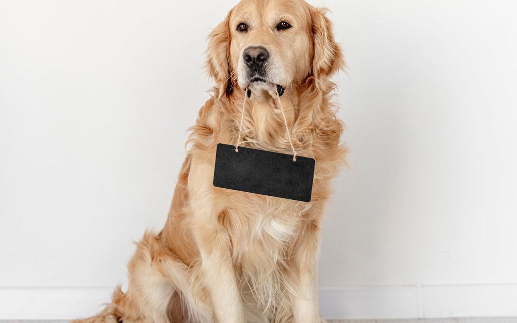 Perro de raza Golden retriever en el post dni para mascotas - Blog LOLIMSA